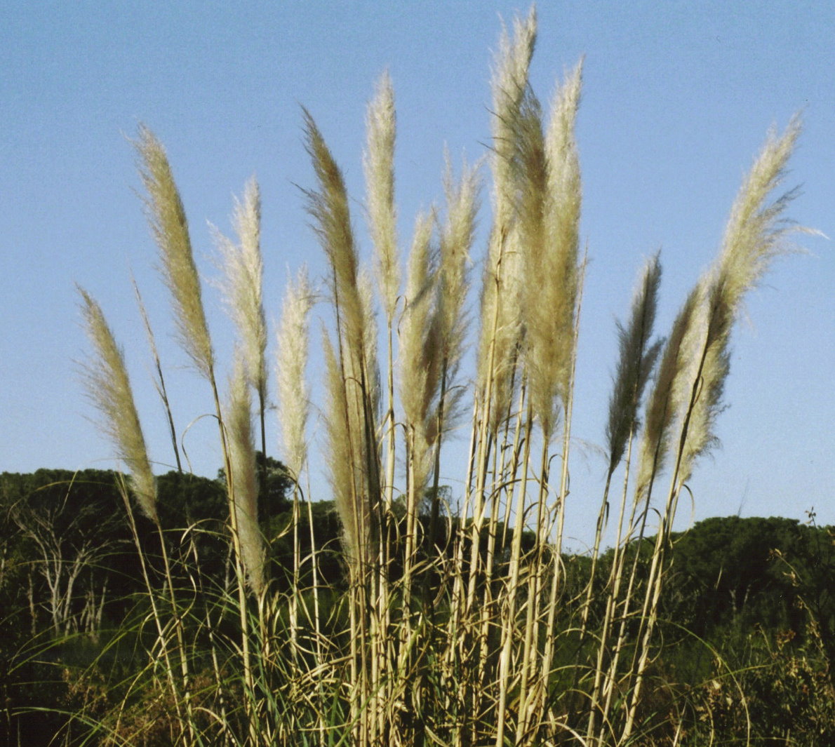 facciamo un giro in pineta?
